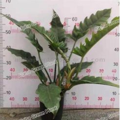 Best Price Philodendron Pluto Live Plant Indoor Bonsai Direct From Supplier