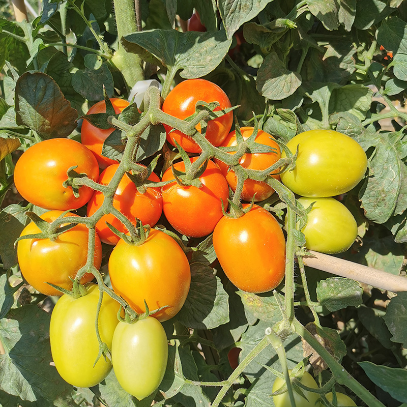 T178 Semi Determinate Saladette Tomato Varieties