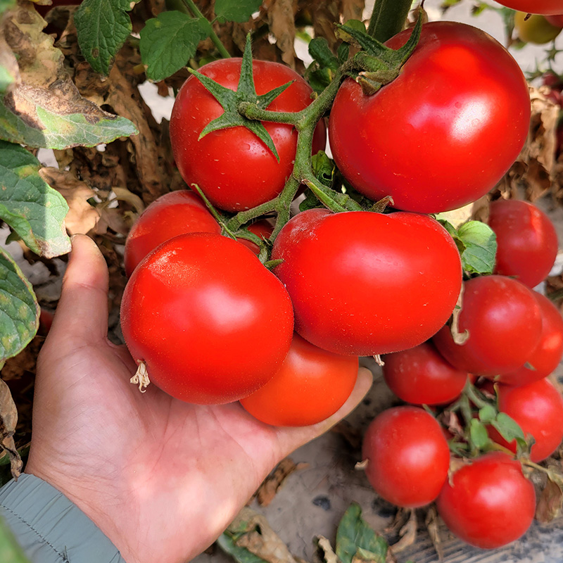 T02 Hybrid Indeterminate Round Tomato Variety