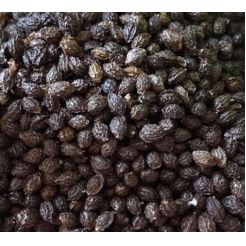 Good Quality Papaya Seed for Sale