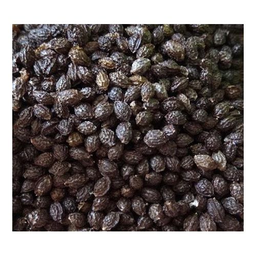 Good Quality Papaya Seed for Sale