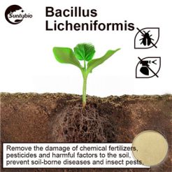 Bacillus Licheniformis