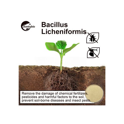Bacillus Licheniformis